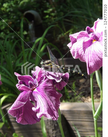 一隻日本蜻蜓停在鳶尾花上 124777010