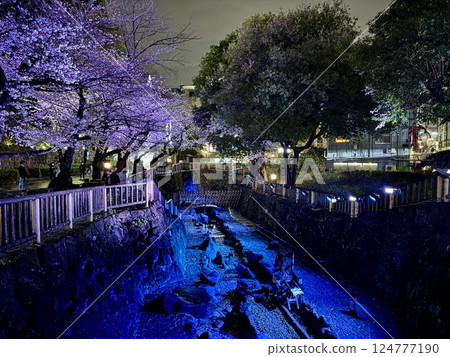 Illuminated cherry blossoms at night in spring at Otonashi Water Park Illuminated cherry blossoms at night in spring at Otonashi Water Park 124777190