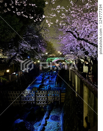 Illuminated cherry blossoms at night in spring at Otonashi Water Park 124777194
