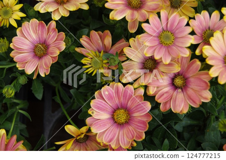 四月遇見的花 8860131 124777215