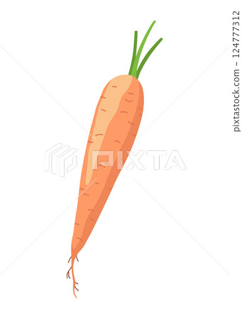 Carrot life cycle element. Carrot with orange root. Fresh cartoon, young carrot. Healthy vegetable food. Vector illustration on white isolated background 124777312