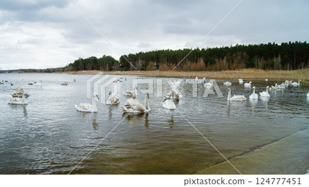 Swan lake, landscape with multiple young swans on the water in front of a forest 124777451