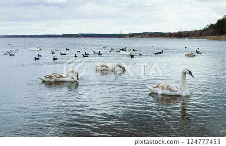 Swan lake, landscape with multiple young swans on the water Swan lake, landscape with multiple young swans on the water 124777453