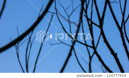 Crescent moon in the blue sky framed by dry tree branches Crescent moon in the blue sky framed by dry tree branches 124777454