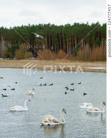 Landscape with birds, swans and a seagull on a lake near the forest Landscape with birds, swans and a seagull on a lake near the forest 124777457