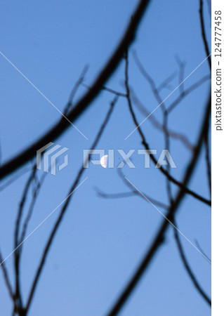 Crescent moon in the blue sky framed by dry tree branches Crescent moon in the blue sky framed by dry tree branches 124777458