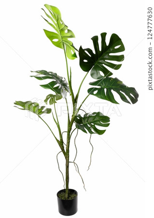 Realistic artificial monstera plant in a black pot suitable for indoor decor and enhancing living Realistic artificial monstera plant in a black pot suitable for indoor decor and enhancing living 124777630