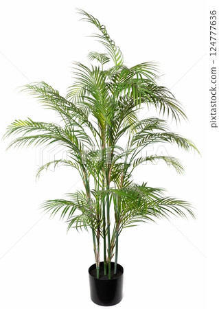 Indoor tropical plant brings freshness to home decor in a modern living space during daylight Indoor tropical plant brings freshness to home decor in a modern living space during daylight 124777636