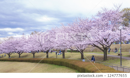 陰天的櫻花盛開的公園(稻城市若葉台公園) 陰天的櫻花盛開的公園(稻城市若葉台公園) 124777655