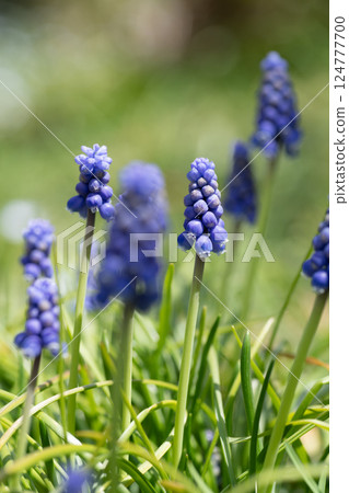 穆斯卡里盛開的鮮花 穆斯卡里盛開的鮮花 124777700