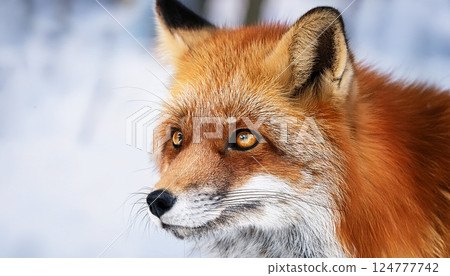 red fox in the wild, a beautiful red fox in a snowy winter setting, Enchanting scene of a fox in a snowy landscape, showcasing its beauty and resilience, , capturing the essence of winter wildlife red fox in the wild, a beautiful red fox in a snowy winter setting, Enchanting scene of a fox in a snowy landscape, showcasing its beauty and resilience, , capturing the essence of winter wildlife 124777742