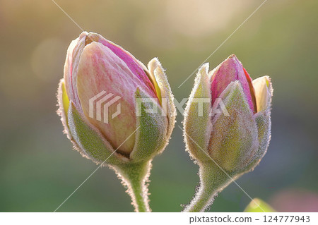 Flower buds against blurred background, macro shot 124777943