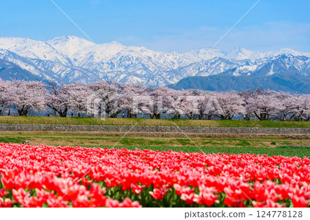 Spring in Japan, Spring Quartet along the Funagawa River. Asahi, Toyama, Japan. Mid-April. Spring in Japan, Spring Quartet along the Funagawa River. Asahi, Toyama, Japan. Mid-April. 124778128