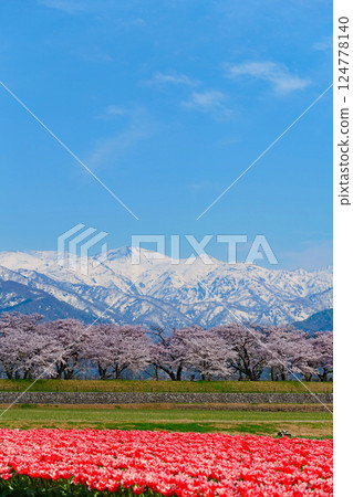 Spring in Japan, Spring Quartet along the Funagawa River. Asahi, Toyama, Japan. Mid-April. Spring in Japan, Spring Quartet along the Funagawa River. Asahi, Toyama, Japan. Mid-April. 124778140