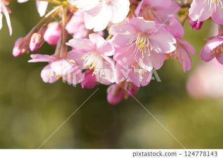 櫻花在春天的陽光下綻放，特寫，綠色背景 124778143