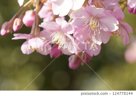 櫻花在春天的陽光下綻放，特寫，綠色背景 124778144