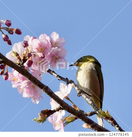春天，一隻美麗的日本繡眼鳥棲息在河津櫻花的樹枝上 124778145