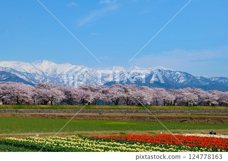 Spring in Japan, Spring Quartet along the Funagawa River. Asahi, Toyama, Japan. Mid-April. Spring in Japan, Spring Quartet along the Funagawa River. Asahi, Toyama, Japan. Mid-April. 124778163