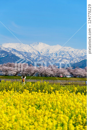 Spring in Japan, Spring Quartet along the Funagawa River. Asahi, Toyama, Japan. Mid-April. Spring in Japan, Spring Quartet along the Funagawa River. Asahi, Toyama, Japan. Mid-April. 124778229