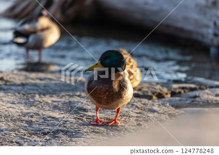 A male mallard duck stands on a shallow riverbank, its vibrant green head and yellow beak contrasting with the soft ripples of the water. The warm sunset glow reflects on the water's surface. 124778248