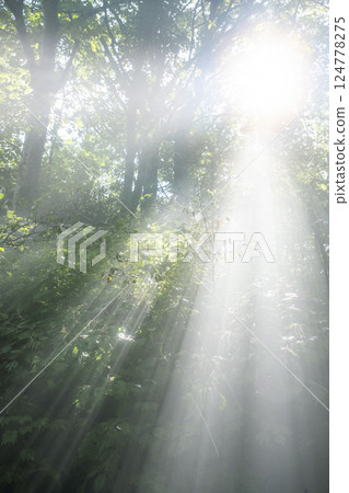 A scene of light shining on a clear stream in the forest - Oyamakiyazawa mountain stream 124778275