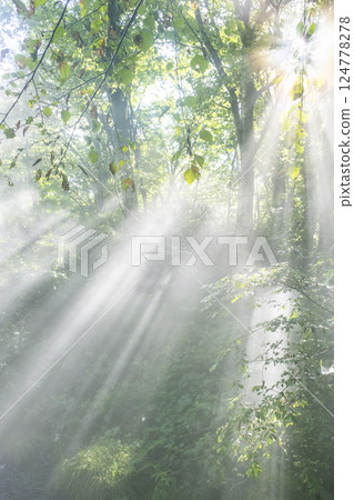 A scene of light shining on a clear stream in the forest - Oyamakiyazawa mountain stream 124778278
