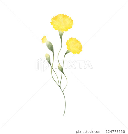 Dandelion wildflower with three yellow flowers and buds. Hand drawn floral watercolor isolated illustration of field plant. Sketch of meadow flower for fabric and postcards. Drawing of wild greenery. 124778330