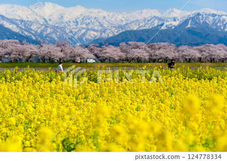 Spring in Japan, Spring Quartet along the Funagawa River. Asahi, Toyama, Japan. Mid-April. Spring in Japan, Spring Quartet along the Funagawa River. Asahi, Toyama, Japan. Mid-April. 124778334
