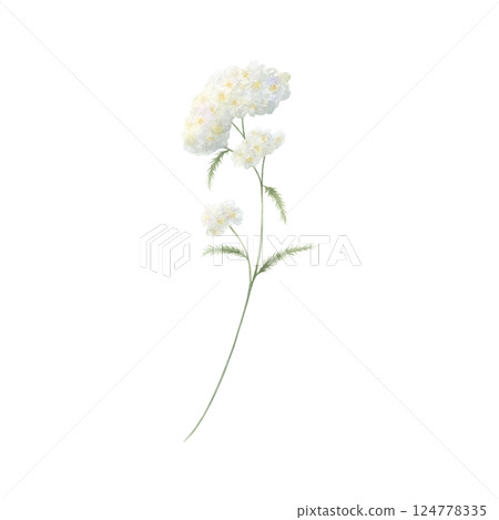 Yarrow wildflower with three white fluffy inflorescences and green leaves. Hand drawn floral watercolor isolated illustration of field plant. Sketch of meadow flower for fabric print and postcards. 124778335