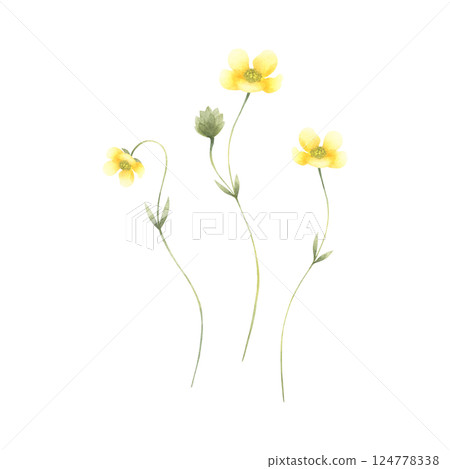 Buttercup wildflower, three meadow yellow flowers with thin stems. Hand drawn floral watercolor isolated illustration set of field plant. Drawing for fabric and postcards. Sketch of wild greenery. 124778338