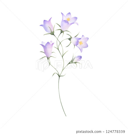 Bellflower wildflower with lilac purple flowers and bud. Hand drawn floral watercolor isolated illustration of field plant. Drawing of meadow flower for fabric print, packaging, postcard and sticker. 124778339