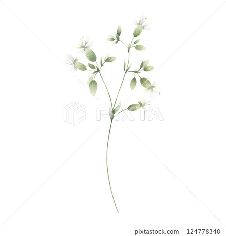 Wildflower, field plant with white petals, buds and green leaves. Hand drawn floral watercolor isolated illustration. Drawing of meadow whimsical flower for fabric print. Sketch of wild greenery. 124778340