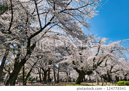 埼玉縣埼玉市大宮公園櫻花盛開 124778341
