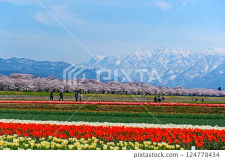 日本的春天，船川的春光四重奏。日本富山縣朝日市。四月中旬。 124778434
