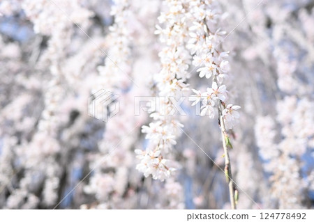 Backlit cherry blossoms in full bloom Backlit cherry blossoms in full bloom 124778492