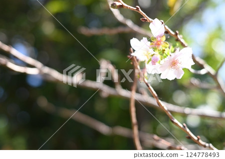 Invited by the cheerful spring 124778493