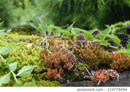 Moss found in the autumn forest 124778494