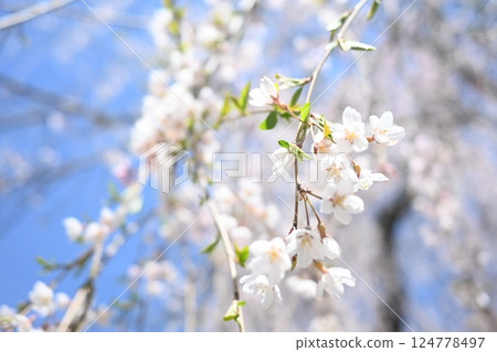 Cherry blossom 124778497