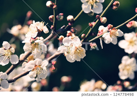 white plum blossom 124778498