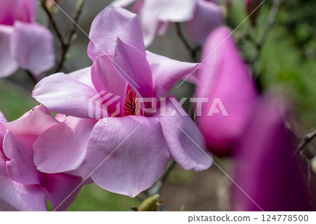 Magnolia or tulip tree flowers close-up Magnolia or tulip tree flowers close-up 124778500