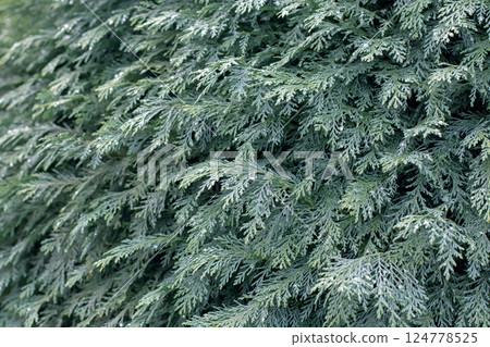 Chamaecyparis lawsoniana,Port Orford cedar or Lawson's cypress hedge close-up. Chamaecyparis lawsoniana,Port Orford cedar or Lawson's cypress hedge close-up. 124778525