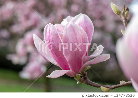 Cup-and-saucer shape flower of magnolia soulangeana, saucer magnolia or tulip tree close-up. 124778526
