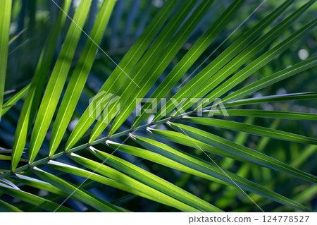 Palm green leaves in the back lit. Natural tropical background. 124778527