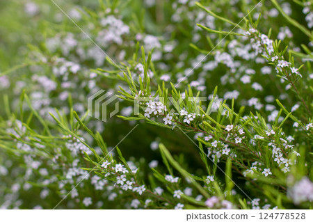 Confetti bush, buchu, diosma, breath of heaven or coleonema pulchellum ornamental flowering plant with white flowers 124778528