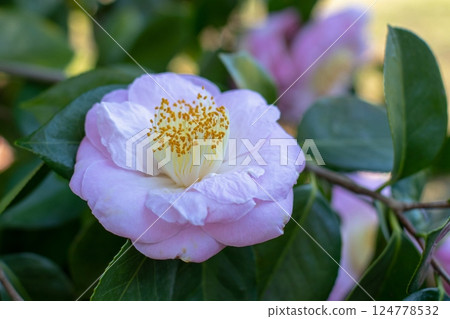 Pale pink camellia japonica with green leaves. 124778532