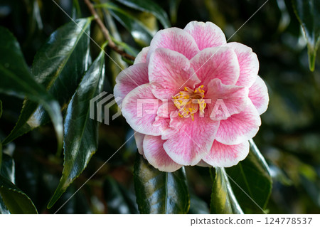 Camellia flower with pink veins on the white petals and yellow stamens close-up. 124778537