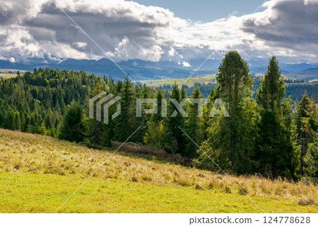 forested carpathian mountains in september. wonderful countryside landscape of ukraine with rolling hills on a sunny day. picturesque europe. spruce trees on the grassy hillside under cloudy sky 124778628