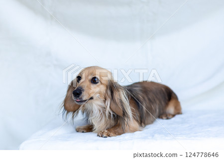 Kaninchen Dachshund Shayette Yellow 124778646
