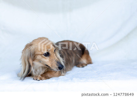 Kaninchen Dachshund Shayette Yellow 124778649