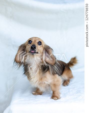 卡寧金臘腸犬 Shayette 黃色 卡寧金臘腸犬 Shayette 黃色 124778650